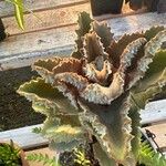 Kalanchoe beharensis Folha