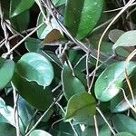 Hoya carnosa Leaf