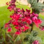 Clerodendrum thomsoniaeFlower