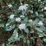 Viburnum rigidumBlüte