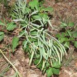 Falcaria vulgaris Leaf