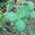 Trifolium pratense برگ