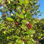 Rhamnus alaternus Flower