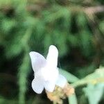 Linaria nivea Flor