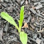 Cirsium altissimum ഇല