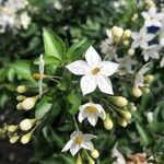 Solanum laxum Floare