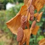 Betula pendulaFruit