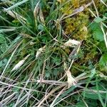 Carex humilis Habitus