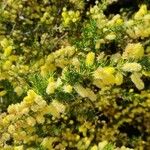 Acacia verticillata 花