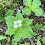 Cornus canadensis Virág