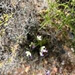 Origanum microphyllum Flor