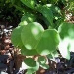 Bauhinia galpinii Leaf