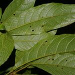 Sloanea guianensis Leaf