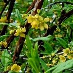 Prinsepia uniflora പുഷ്പം