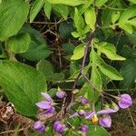 Solanum seaforthianum Квітка