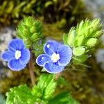 Veronica chamaedrys Cvijet