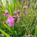 Silene pendulaFiore