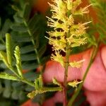 Prosopis juliflora Квітка
