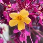 Oxalis spiralis Flower