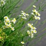 Erigeron strigosus आदत