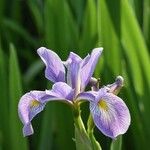 Iris virginica പുഷ്പം