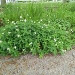 Asperula taurina Hábito