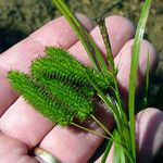 Carex pseudocyperus عادت