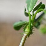 Medicago murex Hoja