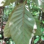 Beilschmiedia tovarensis Leaf