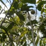 Atractocarpus vaginatus Hostoa