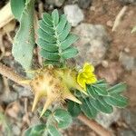 Tribulus terrestris Froito