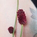 Sanguisorba officinalis花