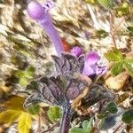 Lamium amplexicauleBlatt