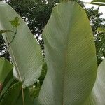 Calathea lutea Folio