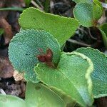 Salix herbacea 葉