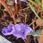 Babiana angustifolia Flower