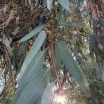 Eucalyptus nitens ഫലം