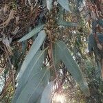 Eucalyptus nitens Mbuma