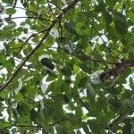 Tabebuia pallida Blad