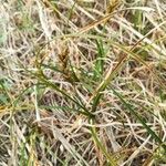 Carex arenaria Flower