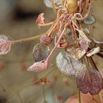 Eriogonum thomasii Habitus