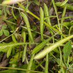 Scabiosa atropurpurea Blad