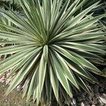 Agave vivipara 葉