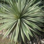 Agave vivipara Fuelha