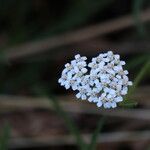 Achillea asiatica Květ