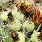 Ferocactus herrerae Цветок