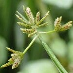 Cyperus fuscus Φρούτο