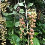 Lawsonia inermis Fruit