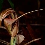 Pterostylis tenuicauda Çiçek