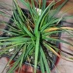 Carex digitataBlatt